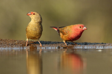 The red-billed firefinch or Senegal firefinch (Lagonosticta senegala) drinking water from a small pond.A pair of firefinch at a small watering hole.Red and green songbird on the water.