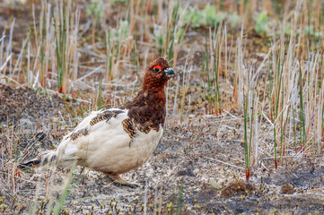 Molting male of Willow Ptarmigan (Lagopus lagopus) in Barents Sea coastal area, Russia