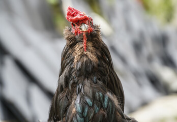black cock proud of his yardin a summer day