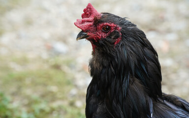 black cock proud of his yardin a summer day