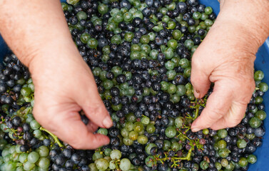 Naklejka na ściany i meble grandmother's hands preparing grapes for wine