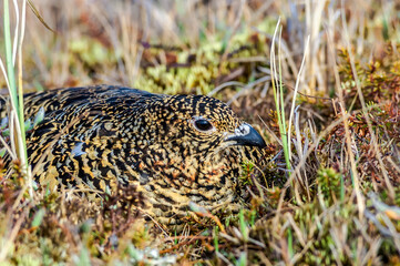 Willow Ptarmigan (Lagopus lagopus) female at nest in Barents Sea coastal area, Russia