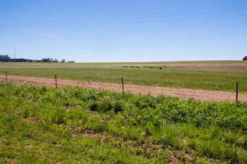 Fototapeta premium Freshly Planted Sugar Cane Field Inside Perimeter Fence