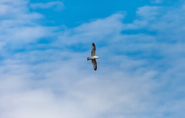 Fototapeta na wymiar Flying bird river gull on the background of blue sky and white clouds (Background, banner, Wallpaper)