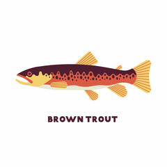 Vector illustration of Brown Trout (Salmo trutta) freshwater fish. White background. Color icon. 
