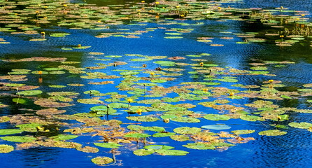 Fototapeta na wymiar Water plant with a flower on the water surface in summer (Background, banner, Wallpaper, texture)