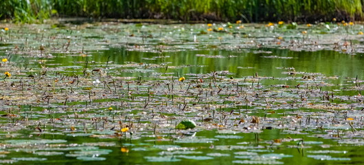Water plant with a flower on the water surface in summer (Background, banner, Wallpaper, texture)