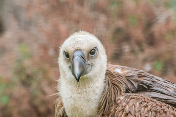 Griffon Vulture (Gyps fulvus) in the foothills of Caucasus, Republic of Dagestan, Russia