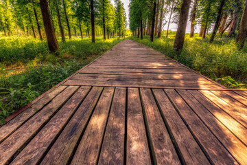 Small wooden path in the woods