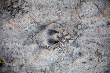 blurred trail of wild kabaa on the sand in the forest, natural background