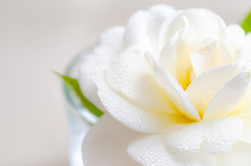 white flower petals with dew drops