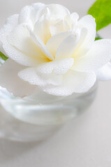 Fototapeta na wymiar white flower petals with dew drops