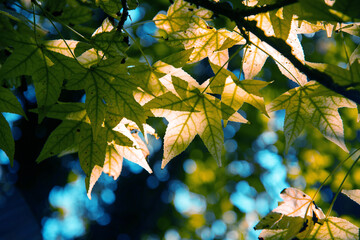 Autumn leaves with nature light, nature background, Autumn tree with leaves, blurry background