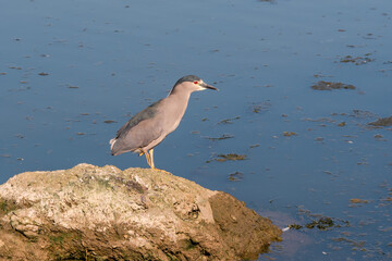 Black-crowned Night-Herron (Nycticorax nycticorax) on lagoon in Ushuaia, Land of Fire (Tierra del Fuego), Argentina
