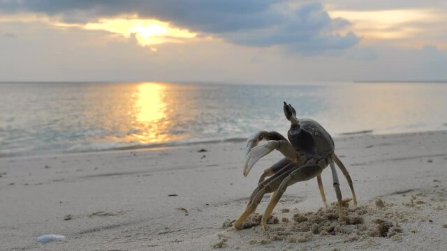 Sand crab at tropical sand beach 