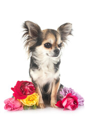 puppy chihuahua in studio