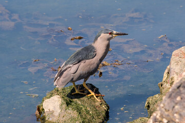 Black-crowned Night-Herron (Nycticorax nycticorax) on lagoon in Ushuaia, Land of Fire (Tierra del Fuego), Argentina