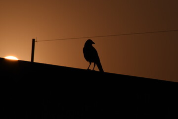 Fototapeta premium silhouette of a bird