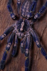 It is one of the most beautiful and outstanding species in the world of Tarantula because of the beauty of the species. This is blue all over the body. With pattern on the bottom Native to India