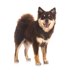 Finnish Lapphund in studio
