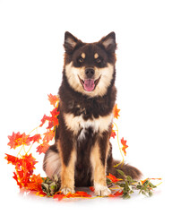 Finnish Lapphund in studio