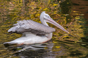 Dalmatian Pelican (Pelecanus crispus) on lake