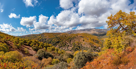 Fototapeta premium Panoramic view of the mountains of Serrania de Ronda and the chestnut forest in autumn. Trekking route, scenic, around the villages of Parauta, Cartajima and Igualeja in Malaga, Spain