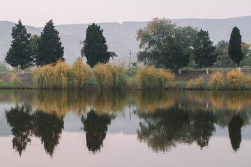 Tree and plant reflections in the lake