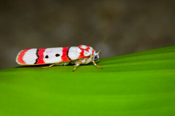 Image of Butterfly Moth (Cyana coccinea) on green leaves. Insect. Animal.