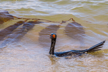 Rock Shag (Leucocarbo magellanicus) in Ushuaia area, Land of Fire (Tierra del Fuego), Argentina