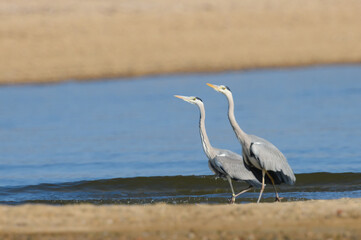 デュエット・ダンス