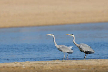 デュエット・ダンス