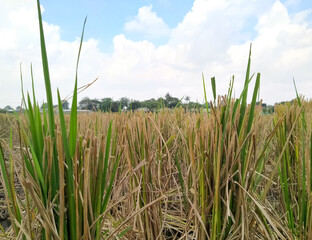 Paddy fields are cut with blue sky