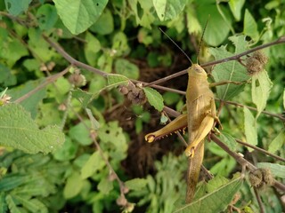 Fototapeta premium Grasshopper (locust) perched on a perforated leaf