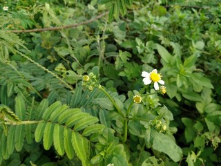 A wild collection of Bidens pilosa and mimosa pudica