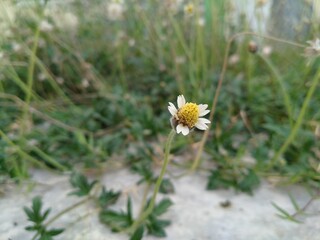 Bidens pilosa is an annual species of herbaceous flowering plant in the daisy family Asteraceae. Its many common names include black-jack, 