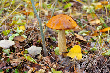 Rotkappe Pilz im Herbstwald - red cap mushroom in forest