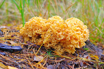 eine braune Krause Glucke Pilz im Herbstwald - a brown Cauliflower Fungus in autumn forest
