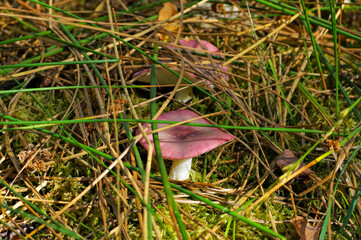 Jodoform-Taeubling, Russula turci- mushroom Russula turci in forest