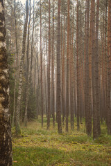 Fototapeta premium Warm autumnal colors in a pine forest. Cloudy October day in Masurian region, Poland. Warm pastel colors of flora. Selective focus on the tree trunks, blurred background.