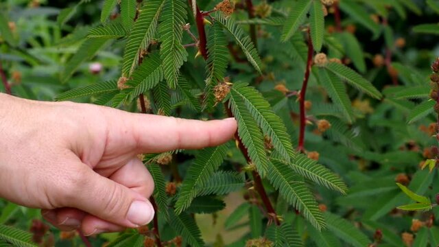 Mimose wird von einer Hand ber&uuml;hrt