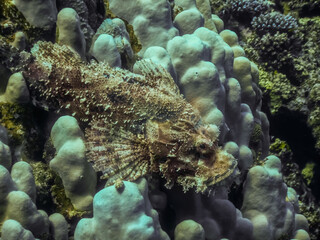 bearded scorpionfish on white corals looks
