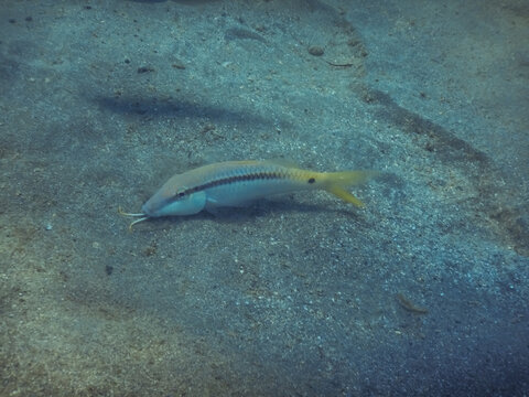 dash dot goatfish on sandy seabed in egypt