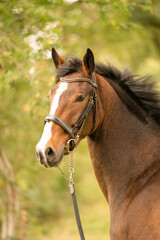 Naklejka premium A brown horse head, in side view, in the autumn evening sun