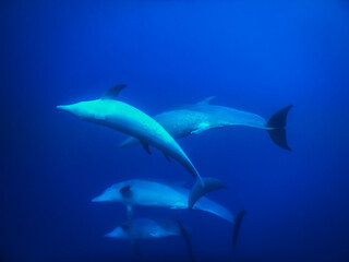 spinner dolphins play in deep blue water while diving