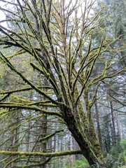 Moss on a Lost Coast Tree