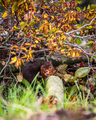 Squirrel on a branch