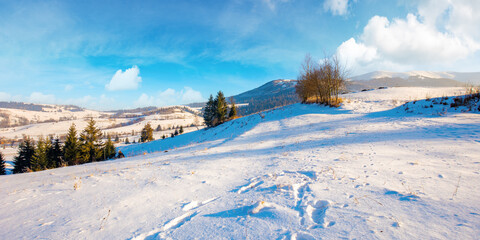 mountainous rural landscape in wintertime. wonderful frosty sunny day. trees on the snow covered hills.