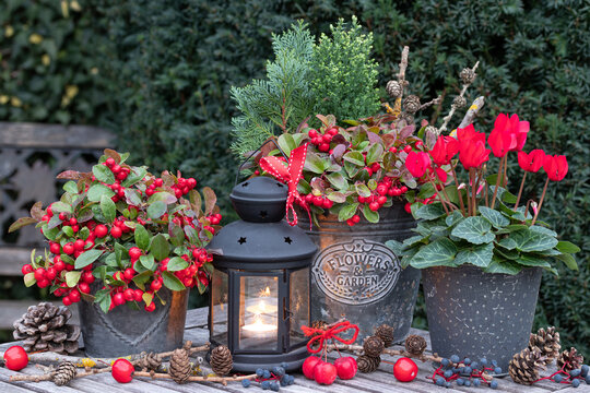 Winter-Gartendekoration mit rotem Alpenveilchen, Scheinbeere and vintage Laterne