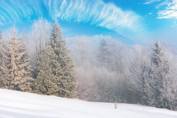 tall spruce trees in hoarfrost in the morning. beautiful winter nature scenery on a bright misty day. snow on the ground